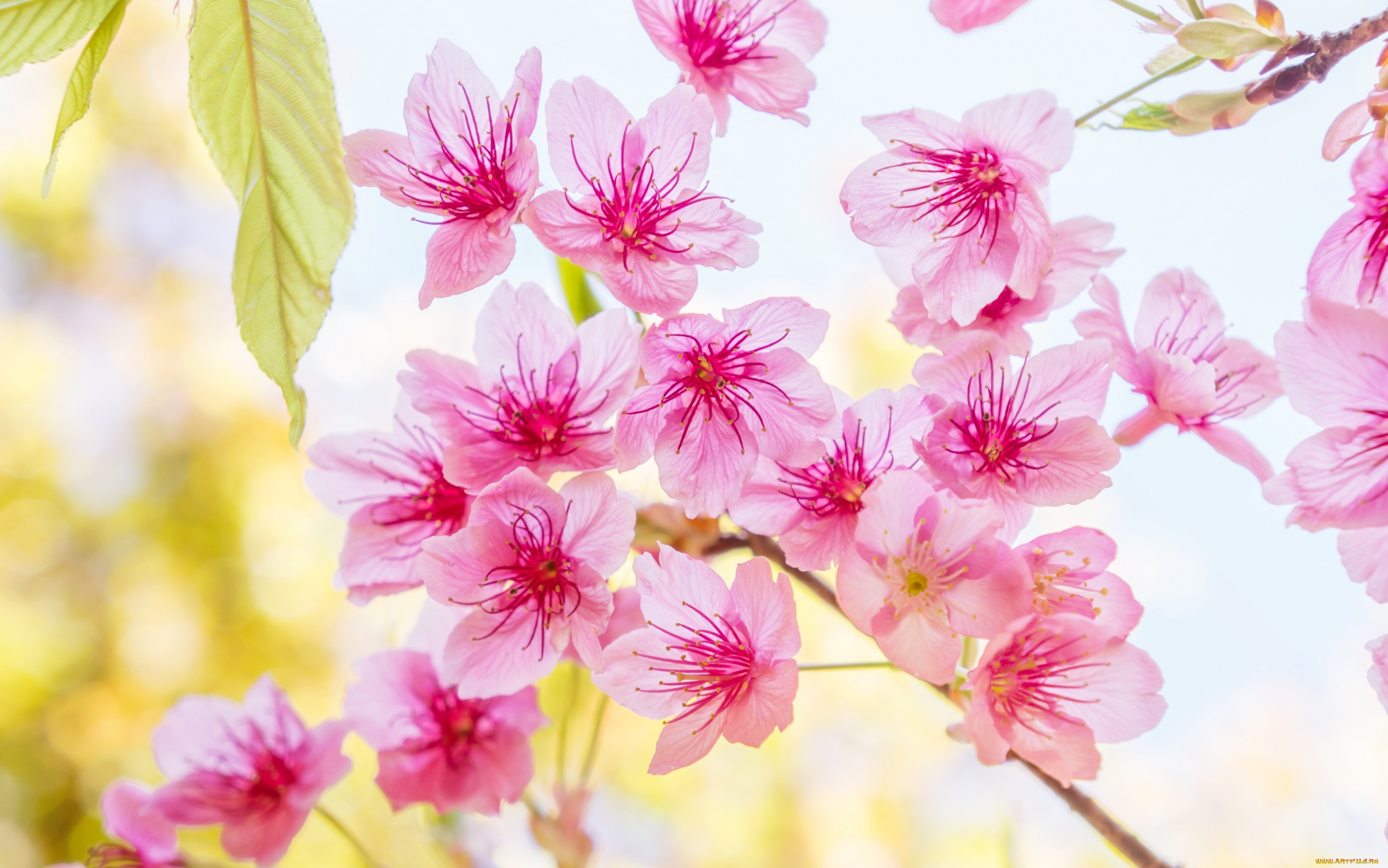 , ,  , , bloom, cherry, pink, blossom, spring, sakura, , 